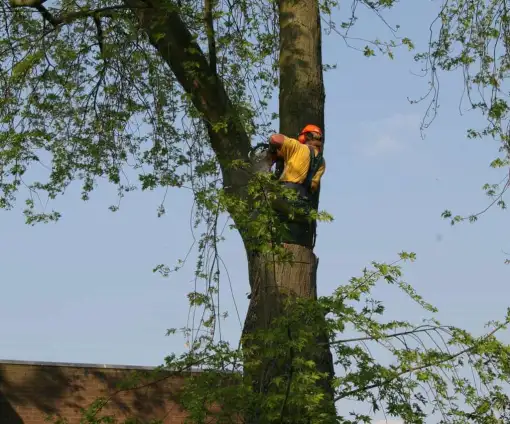 images/bomen rooien/boom boxtel/25 bomen rooien bomen kappen bomen vellen bomen rooien bomen snoeien Ede Tiel Oldenbroek-510x424-9ef