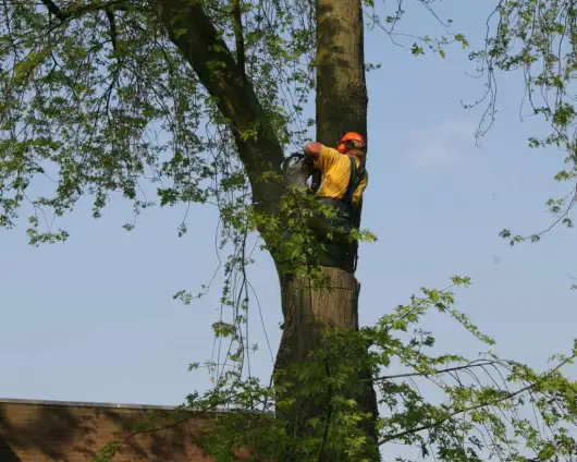 images/bomen rooien/boom boxtel/25 bomen rooien bomen kappen bomen vellen bomen rooien bomen snoeien Ede Tiel Oldenbroek-530x424-63a