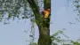 images/bomen rooien/boom boxtel/25 bomen rooien bomen kappen bomen vellen bomen rooien bomen snoeien Ede Tiel Oldenbroek-90x51-f76
