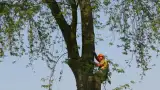 images/bomen rooien/boom boxtel/26 bomen rooien bomen kappen bomen vellen Culemborg Ermelo Neerijnen-160x90-e40