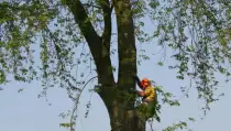 images/bomen rooien/boom boxtel/26 bomen rooien bomen kappen bomen vellen Culemborg Ermelo Neerijnen-210x119-287
