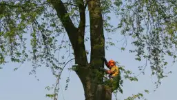 images/bomen rooien/boom boxtel/26 bomen rooien bomen kappen bomen vellen Culemborg Ermelo Neerijnen-257x145-b24