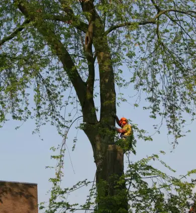 images/bomen rooien/boom boxtel/26 bomen rooien bomen kappen bomen vellen Culemborg Ermelo Neerijnen-390x424-737