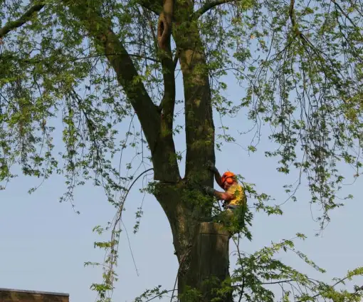 images/bomen rooien/boom boxtel/26 bomen rooien bomen kappen bomen vellen Culemborg Ermelo Neerijnen-510x424-9ef