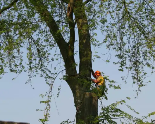 images/bomen rooien/boom boxtel/26 bomen rooien bomen kappen bomen vellen Culemborg Ermelo Neerijnen-530x424-63a