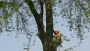 images/bomen rooien/boom boxtel/26 bomen rooien bomen kappen bomen vellen Culemborg Ermelo Neerijnen-90x51-f76