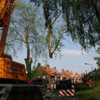 images/bomen rooien/boom boxtel/27 bomen rooien bomen kappen bomen snoeien Zwarte Paard Zwarte goor Zwarte broek Zuuk Zutphen-200x200-6cf