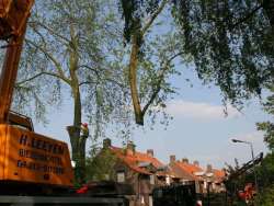 images/bomen rooien/boom boxtel/27 bomen rooien bomen kappen bomen snoeien Zwarte Paard Zwarte goor Zwarte broek Zuuk Zutphen-250x188-412