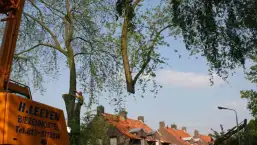 images/bomen rooien/boom boxtel/27 bomen rooien bomen kappen bomen snoeien Zwarte Paard Zwarte goor Zwarte broek Zuuk Zutphen-257x145-b24