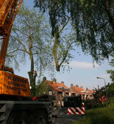 images/bomen rooien/boom boxtel/27 bomen rooien bomen kappen bomen snoeien Zwarte Paard Zwarte goor Zwarte broek Zuuk Zutphen-390x424-737