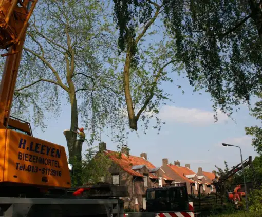 images/bomen rooien/boom boxtel/27 bomen rooien bomen kappen bomen snoeien Zwarte Paard Zwarte goor Zwarte broek Zuuk Zutphen-510x424-9ef