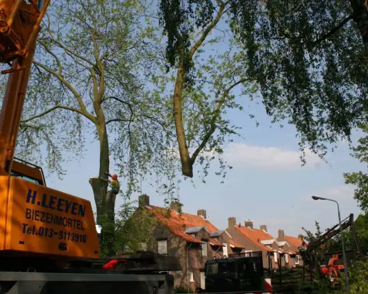 images/bomen rooien/boom boxtel/27 bomen rooien bomen kappen bomen snoeien Zwarte Paard Zwarte goor Zwarte broek Zuuk Zutphen-530x424-63a