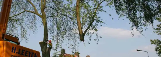 images/bomen rooien/boom boxtel/27 bomen rooien bomen kappen bomen snoeien Zwarte Paard Zwarte goor Zwarte broek Zuuk Zutphen-550x197-043