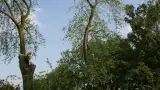 images/bomen rooien/boom boxtel/28 bomen rooien bomnen kappen bomen snoeien bomen vellen Zuilichem Zoelmond Zoelen Zieuwent Ziek Zevenmorgen-160x90-e40