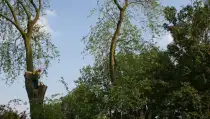 images/bomen rooien/boom boxtel/28 bomen rooien bomnen kappen bomen snoeien bomen vellen Zuilichem Zoelmond Zoelen Zieuwent Ziek Zevenmorgen-210x119-287