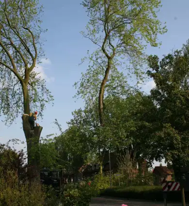 images/bomen rooien/boom boxtel/28 bomen rooien bomnen kappen bomen snoeien bomen vellen Zuilichem Zoelmond Zoelen Zieuwent Ziek Zevenmorgen-390x424-737