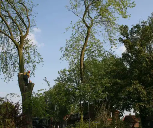 images/bomen rooien/boom boxtel/28 bomen rooien bomnen kappen bomen snoeien bomen vellen Zuilichem Zoelmond Zoelen Zieuwent Ziek Zevenmorgen-510x424-9ef