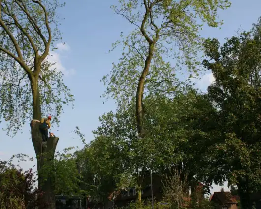 images/bomen rooien/boom boxtel/28 bomen rooien bomnen kappen bomen snoeien bomen vellen Zuilichem Zoelmond Zoelen Zieuwent Ziek Zevenmorgen-530x424-63a