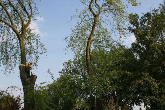 images/bomen rooien/boom boxtel/28 bomen rooien bomnen kappen bomen snoeien bomen vellen Zuilichem Zoelmond Zoelen Zieuwent Ziek Zevenmorgen-635x424-5fe