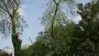 images/bomen rooien/boom boxtel/28 bomen rooien bomnen kappen bomen snoeien bomen vellen Zuilichem Zoelmond Zoelen Zieuwent Ziek Zevenmorgen-90x51-f76