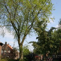 images/bomen rooien/boom boxtel/3 bomen kappen bomen rooien bomen snoeien bomen rooien door een hoveniersbedrijf Asten Baarle-Nassau-200x200-6cf