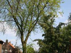 images/bomen rooien/boom boxtel/3 bomen kappen bomen rooien bomen snoeien bomen rooien door een hoveniersbedrijf Asten Baarle-Nassau-250x188-412