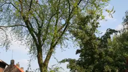 images/bomen rooien/boom boxtel/3 bomen kappen bomen rooien bomen snoeien bomen rooien door een hoveniersbedrijf Asten Baarle-Nassau-257x145-b24