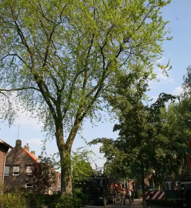 images/bomen rooien/boom boxtel/3 bomen kappen bomen rooien bomen snoeien bomen rooien door een hoveniersbedrijf Asten Baarle-Nassau-390x424-737