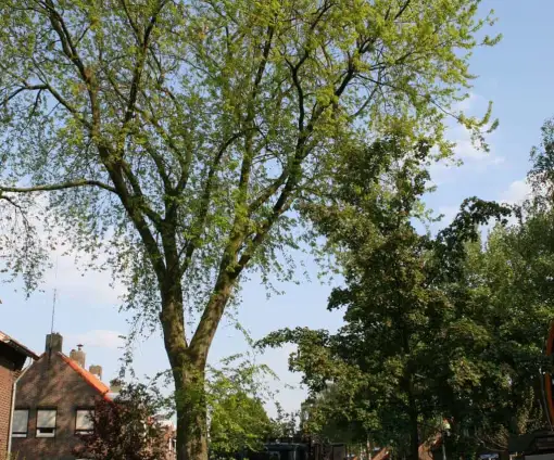 images/bomen rooien/boom boxtel/3 bomen kappen bomen rooien bomen snoeien bomen rooien door een hoveniersbedrijf Asten Baarle-Nassau-510x424-9ef
