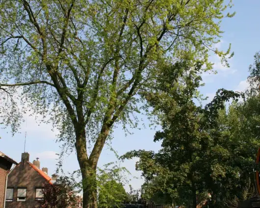 images/bomen rooien/boom boxtel/3 bomen kappen bomen rooien bomen snoeien bomen rooien door een hoveniersbedrijf Asten Baarle-Nassau-530x424-63a