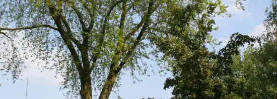 images/bomen rooien/boom boxtel/3 bomen kappen bomen rooien bomen snoeien bomen rooien door een hoveniersbedrijf Asten Baarle-Nassau-550x197-043