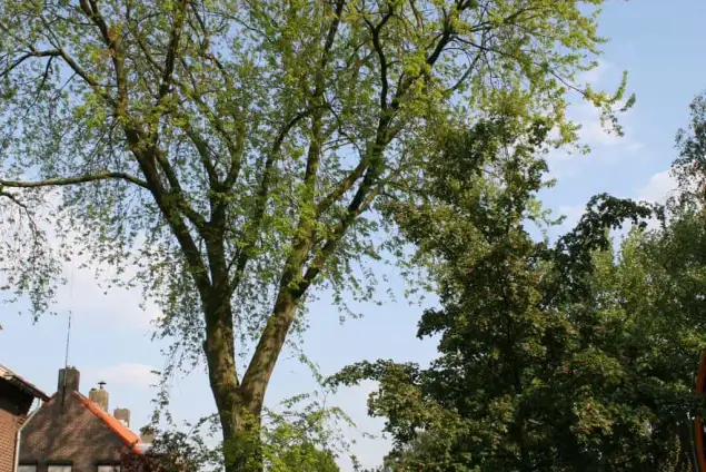 images/bomen rooien/boom boxtel/3 bomen kappen bomen rooien bomen snoeien bomen rooien door een hoveniersbedrijf Asten Baarle-Nassau-635x424-18c