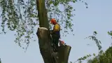 images/bomen rooien/boom boxtel/30 bomen rooien bomen kappen bomen snoeien bomen vellen Worsum Wordragen Woord Woold Wolfheze-160x90-e40