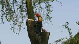 images/bomen rooien/boom boxtel/30 bomen rooien bomen kappen bomen snoeien bomen vellen Worsum Wordragen Woord Woold Wolfheze-257x145-b24