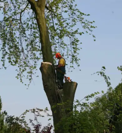 images/bomen rooien/boom boxtel/30 bomen rooien bomen kappen bomen snoeien bomen vellen Worsum Wordragen Woord Woold Wolfheze-390x424-737