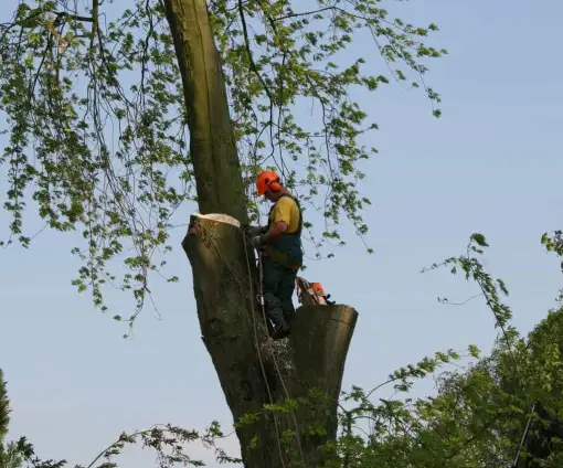 images/bomen rooien/boom boxtel/30 bomen rooien bomen kappen bomen snoeien bomen vellen Worsum Wordragen Woord Woold Wolfheze-510x424-9ef
