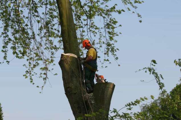 images/bomen rooien/boom boxtel/30 bomen rooien bomen kappen bomen snoeien bomen vellen Worsum Wordragen Woord Woold Wolfheze-635x424-5fe