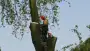 images/bomen rooien/boom boxtel/30 bomen rooien bomen kappen bomen snoeien bomen vellen Worsum Wordragen Woord Woold Wolfheze-90x51-f76
