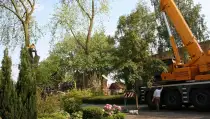 images/bomen rooien/boom boxtel/31 bomen rooien bomen kappen bomen snoeien bomen vellen Worsum Woezik Winterswijk Winssen Winkelshoek Wilp Wezep Wezel Weurt -210x119-287
