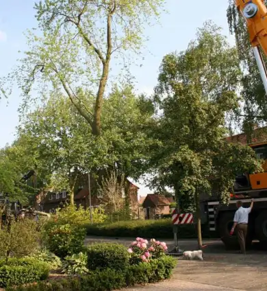 images/bomen rooien/boom boxtel/31 bomen rooien bomen kappen bomen snoeien bomen vellen Worsum Woezik Winterswijk Winssen Winkelshoek Wilp Wezep Wezel Weurt -390x424-737