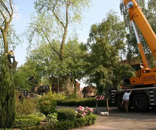 images/bomen rooien/boom boxtel/31 bomen rooien bomen kappen bomen snoeien bomen vellen Worsum Woezik Winterswijk Winssen Winkelshoek Wilp Wezep Wezel Weurt -510x424-9ef