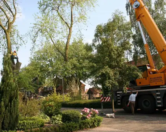 images/bomen rooien/boom boxtel/31 bomen rooien bomen kappen bomen snoeien bomen vellen Worsum Woezik Winterswijk Winssen Winkelshoek Wilp Wezep Wezel Weurt -530x424-63a