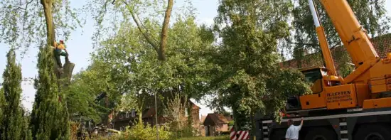 images/bomen rooien/boom boxtel/31 bomen rooien bomen kappen bomen snoeien bomen vellen Worsum Woezik Winterswijk Winssen Winkelshoek Wilp Wezep Wezel Weurt -550x197-043