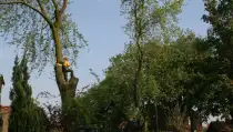 images/bomen rooien/boom boxtel/33 bomen rooien bomen kappen bomen vellen bomen snoein hovenier Wehl Waterhoek Wassinkbrink  Warm-210x119-287