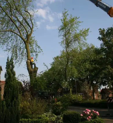 images/bomen rooien/boom boxtel/33 bomen rooien bomen kappen bomen vellen bomen snoein hovenier Wehl Waterhoek Wassinkbrink  Warm-390x424-737