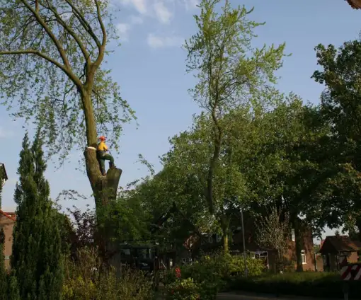 images/bomen rooien/boom boxtel/33 bomen rooien bomen kappen bomen vellen bomen snoein hovenier Wehl Waterhoek Wassinkbrink  Warm-510x424-9ef