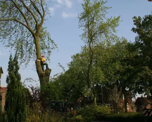 images/bomen rooien/boom boxtel/33 bomen rooien bomen kappen bomen vellen bomen snoein hovenier Wehl Waterhoek Wassinkbrink  Warm-530x424-63a