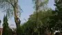 images/bomen rooien/boom boxtel/33 bomen rooien bomen kappen bomen vellen bomen snoein hovenier Wehl Waterhoek Wassinkbrink  Warm-90x51-f76