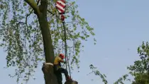 images/bomen rooien/boom boxtel/36 bomen rooien bomen kappen bomen vellen bomen snoeien hovenier-210x119-287