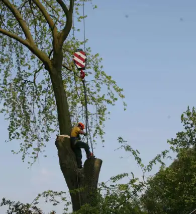 images/bomen rooien/boom boxtel/36 bomen rooien bomen kappen bomen vellen bomen snoeien hovenier-390x424-737
